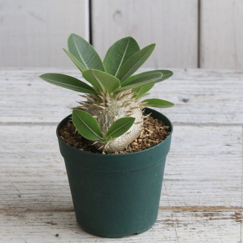 パキポディウム　レウコキサンツム コーデックス：パキポディウム レウコキサンツム 実生*S 塊根幅