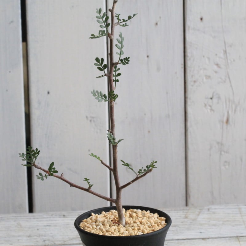 ブルセラ　ミクロフィラ　挿木 ブルセラ ミクロフィラ 挿し木③ | hanayoshi-botanical