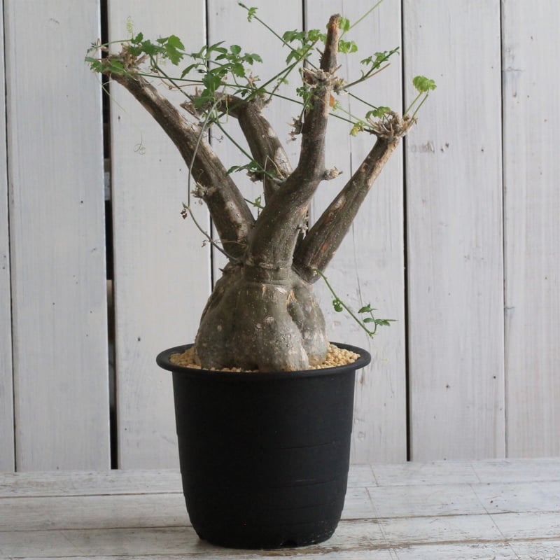 モモルディカ ロストラータ | hanayoshi-botanical