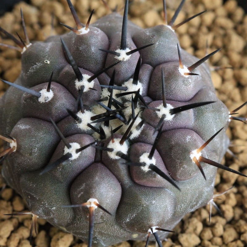 コピアポア 黒王丸 （実生） | hanayoshi-botanical