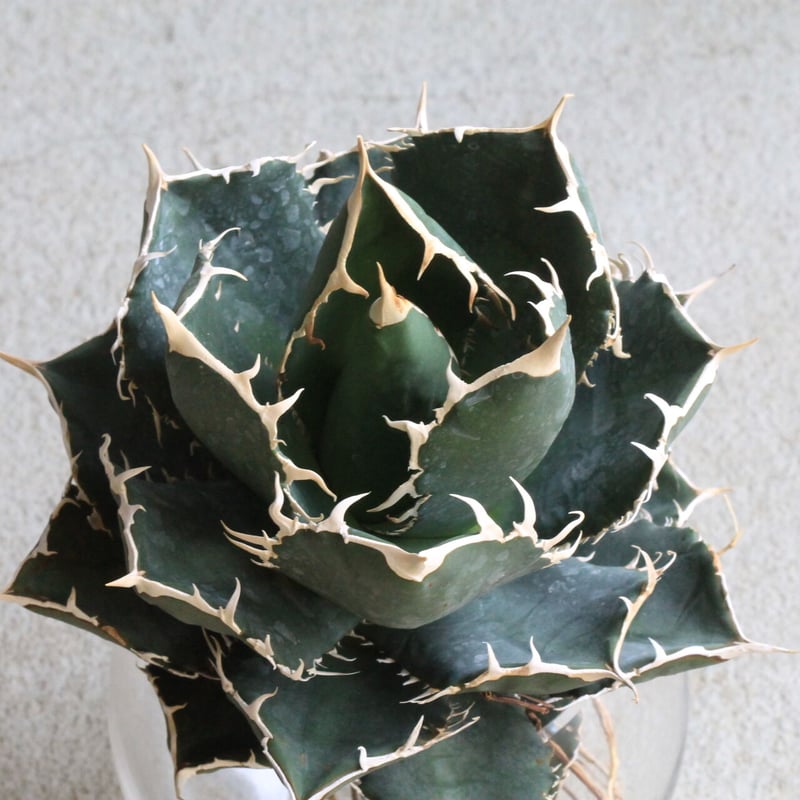 アガベ チタノタ ホワイトシャーク | hanayoshi-botanical