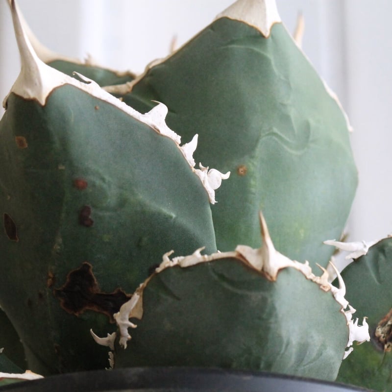 アガベチタノタ　ホワイトホーク Agave Titanota White Hawk ホワイトホーク 選抜株