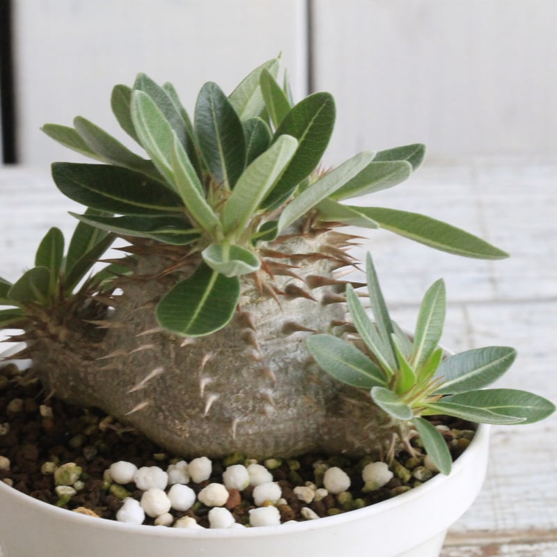 パキポディウムタッキー パキポディウム タッキー大黒×タッキー② | hanayoshi-botanical