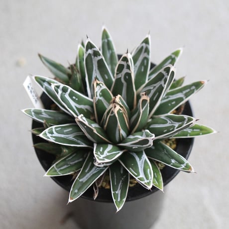agave victoriae-reginae 姫笹の雪