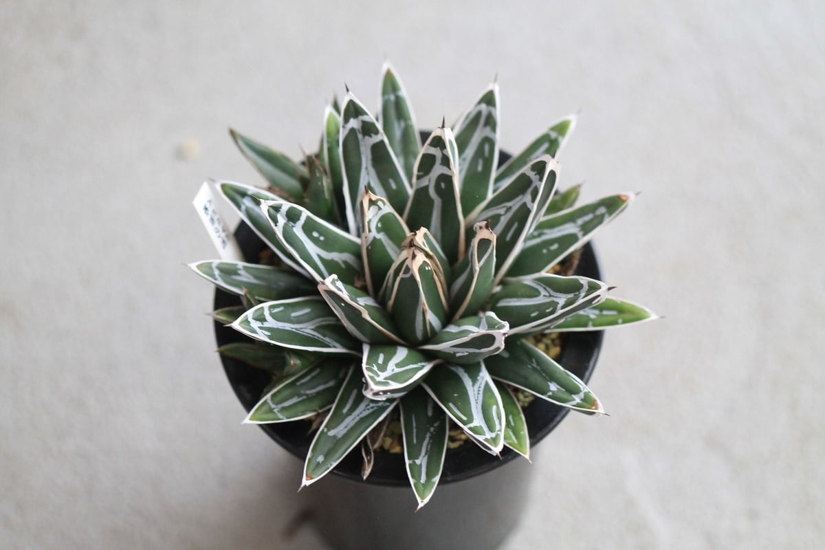 agave victoriae-reginae 姫笹の雪 | hanayoshi-botanical