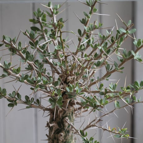 Fouquieria　観峰玉