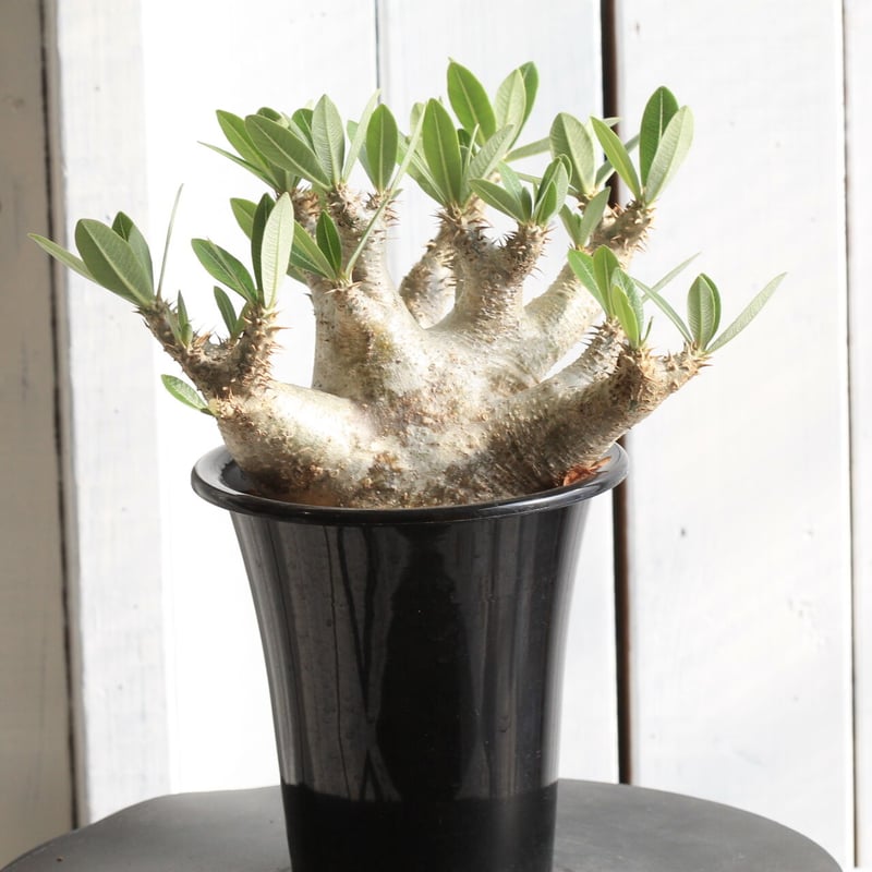 ※直接引き取り限定 超特大 パキポディウム マカイエンセ 当方管理8年程 直接引き取り限定 超特大 パキポディウム マカイエンセ 当方管理8年程