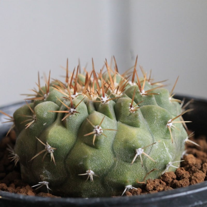 コピアポア コルムナアルバ y鉢付き botanize RAFLUM