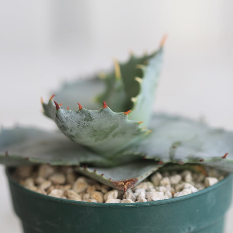 アガベ イシスメンシス カブトガニ 広葉 | hanayoshi-botanical