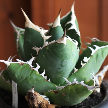 Agave　チタノータ　ホワイトシャーク（選抜）