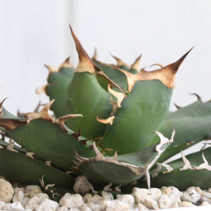 (親株出品)アガベ チタノタ アガベ チタノタ N-7 | hanayoshi-botanical