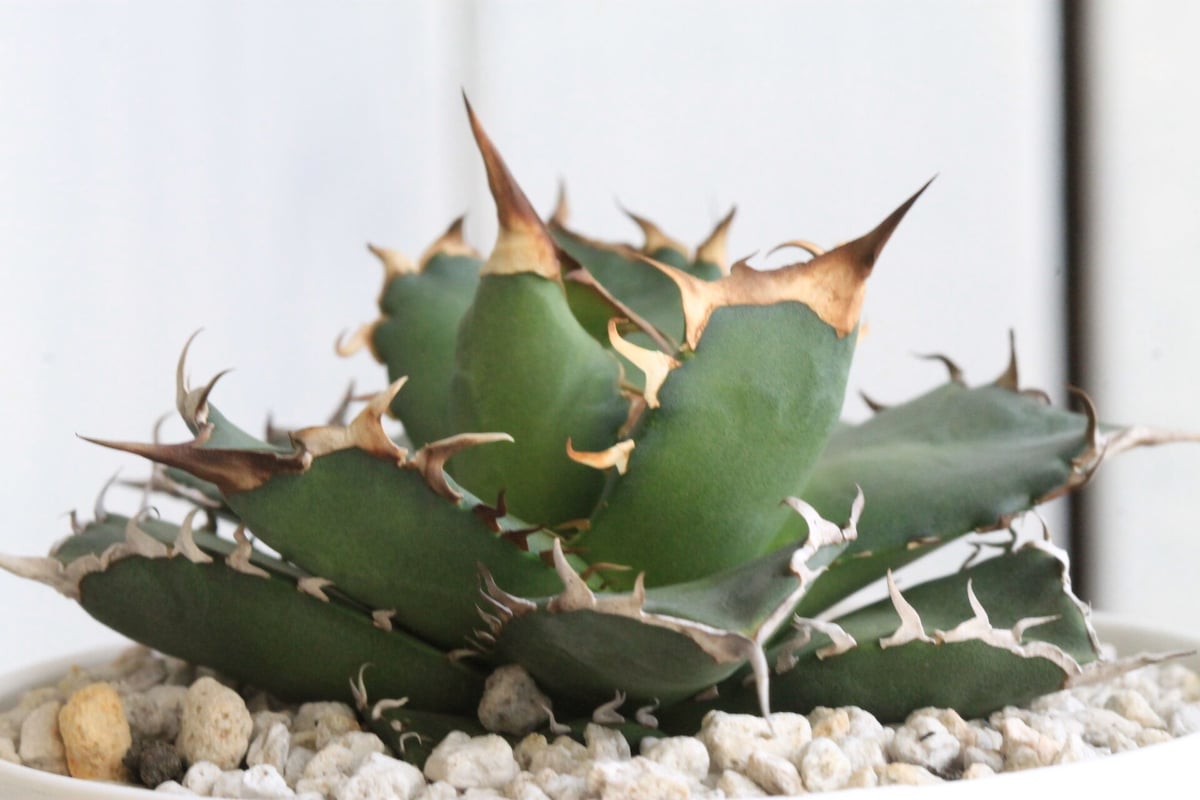 アガベ チタノタ N-7 | hanayoshi-botanical