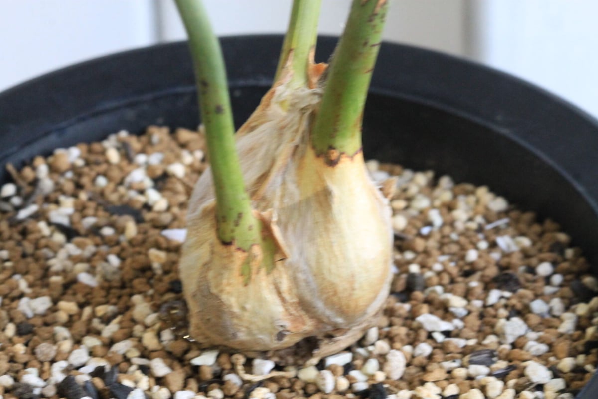 エンセファラルトス ホリダス ドワーフ | hanayoshi-botanical