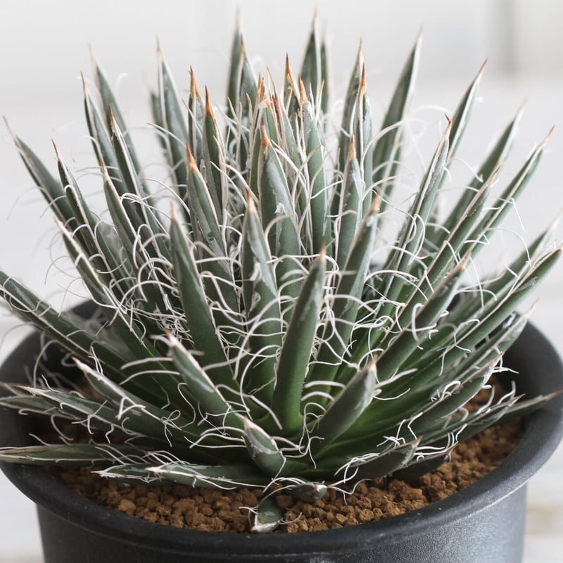 アガベシリーズ・アガベ属・姫乱れ雪モンストローサinわけけのお店 アガベシリーズ・アガベ属・姫乱れ雪モンストローサinわけけのお店