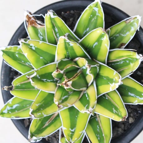 Agave 輝山
