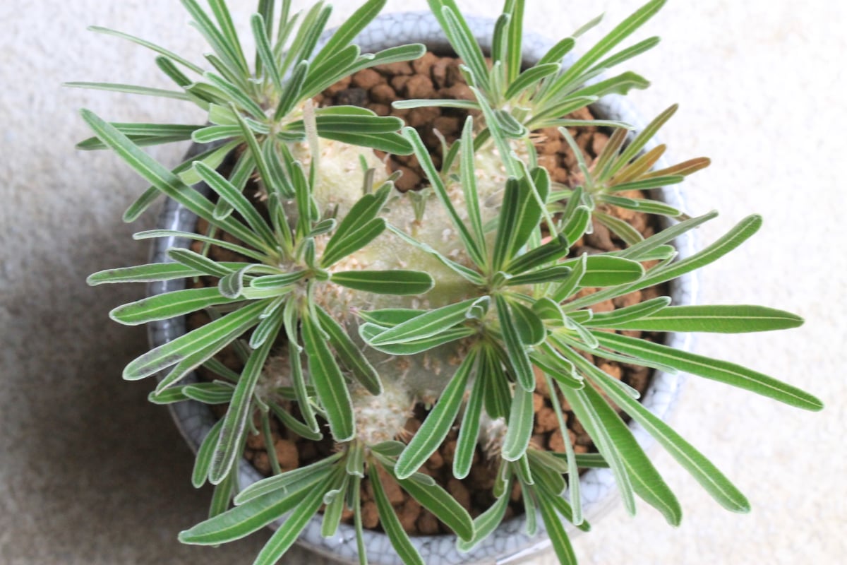 パキポディウム グラキリス 実生 Hanayoshi-botanicalオリジナルポット