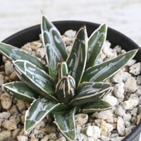 アガベ 特選笹の雪（S-1） | hanayoshi-botanical