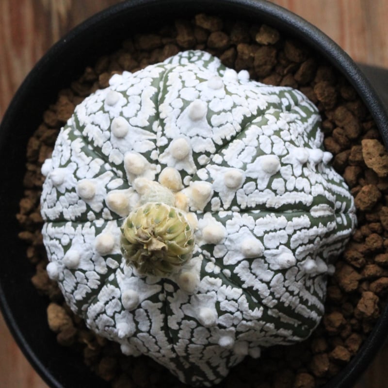 アストロフィツム 'スーパー兜'15鉢　3.5寸サイズ 園芸ネット本店｜アストロフィツム：スーパー兜（かぶと）3.5号鉢 の