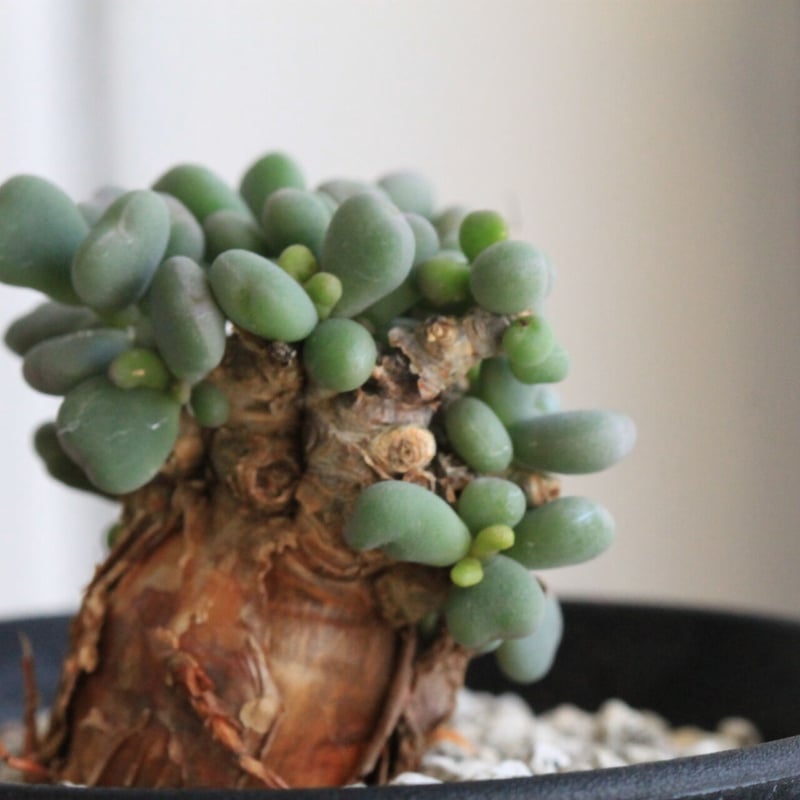 ケラリア ピグマエア | hanayoshi-botanical