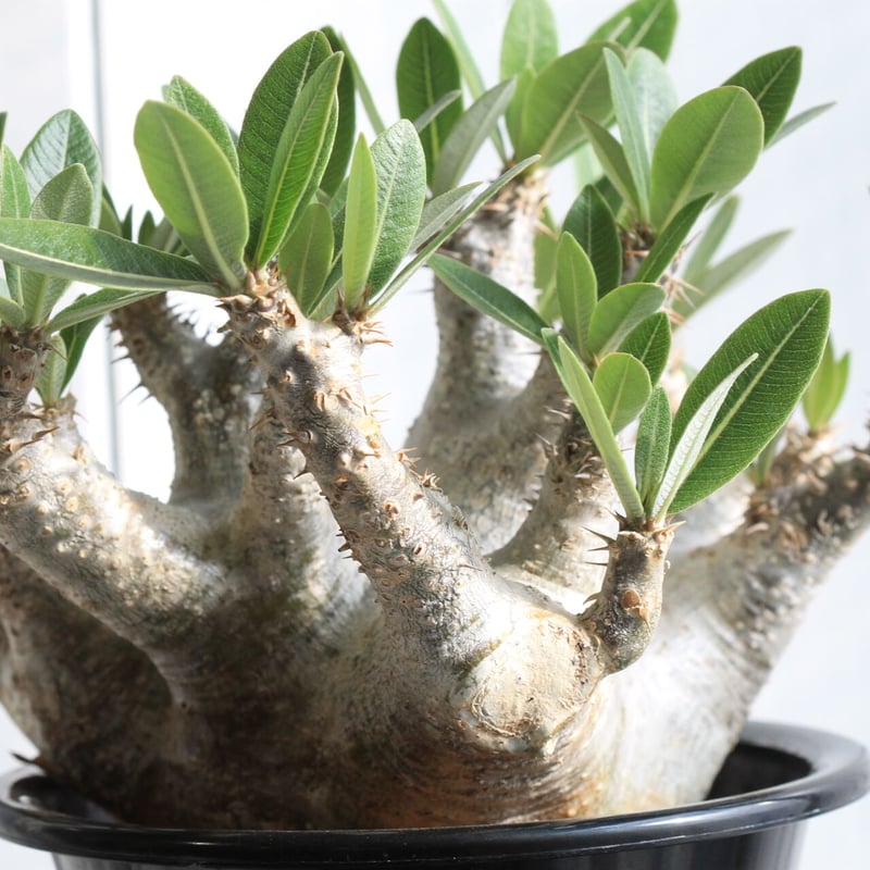 マカイエンセ　発根済み 楽天市場】観葉植物/[ザ・ファームセレクト][送料無料]パキポディウム