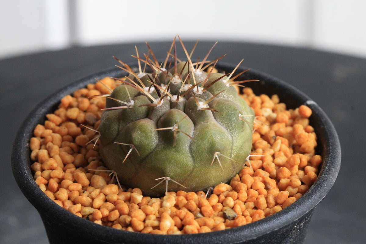 コピアポアシネレスケンス実生