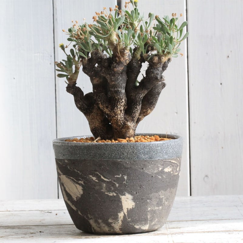 n*m様 オトンナ ユーフォルビオイデス 実生 ② オトンナ ユーフォルビオイデス H.Y.Bオリジナルポット | hanayoshi