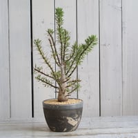 フォークイエリア プルプシー（実生） | hanayoshi-botanical