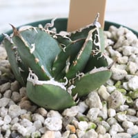 アガベ チタノタ FO076 ボールタイプ | hanayoshi-botanical