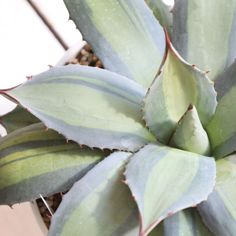 Agave　吉祥天錦