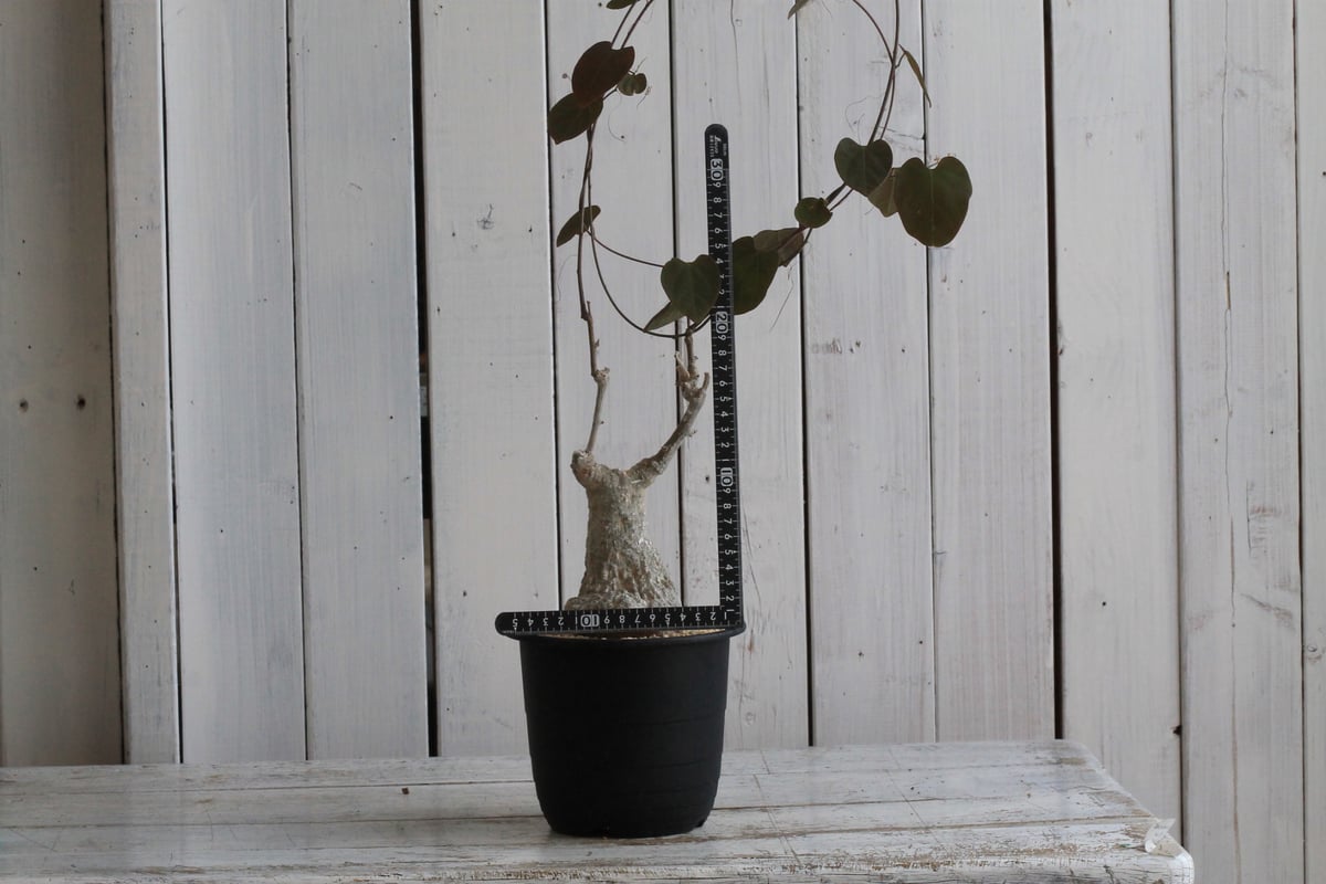 コレクション株 アデニア ステイローサ 翆肌※鉢ごと発送 アデニア ステイローサ 輸入株［No.33］ × 松野然 作 【 ZEN 】 4号