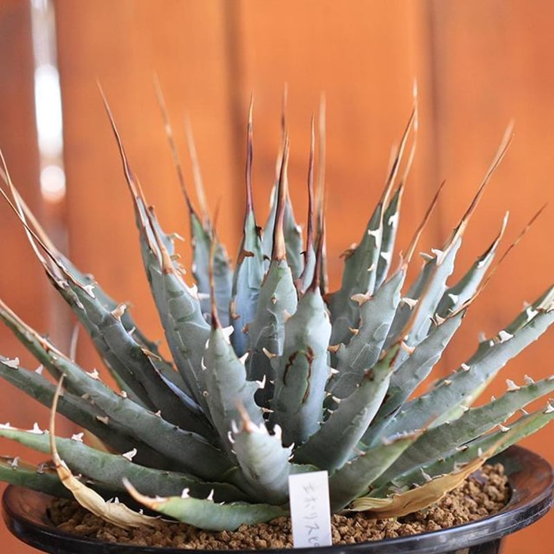 agave utahensis eborispina ユタエンシス エボリスピナ | hana agave utahensis eborispina ユタエンシス エボリスピナ | hana