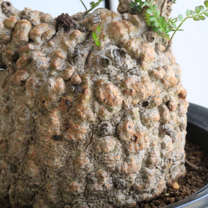 オペルクリカリア パキプス | hanayoshi-botanical