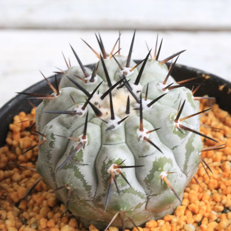 コピアポア シネレア 黒王丸① | hanayoshi-botanical