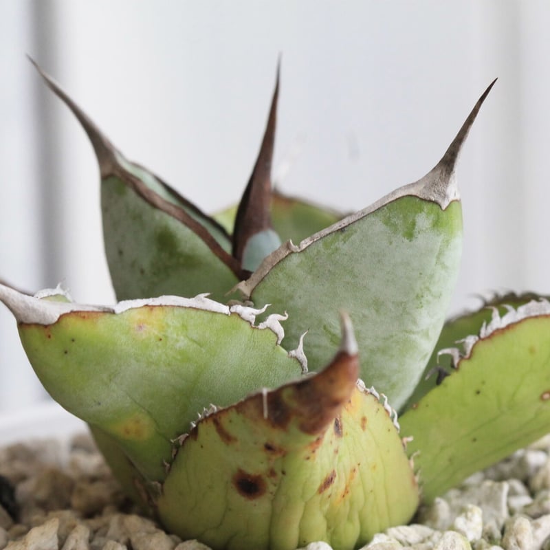 アガベ チタノタ ホワイトアイス・スムースエッジ | hanayoshi