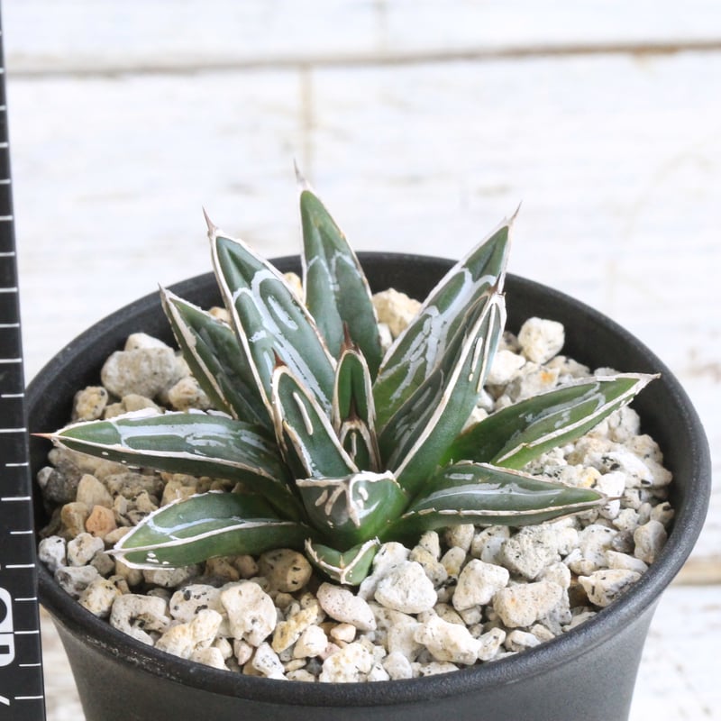 アガベ 特選笹の雪 NO-1 | hanayoshi-botanical