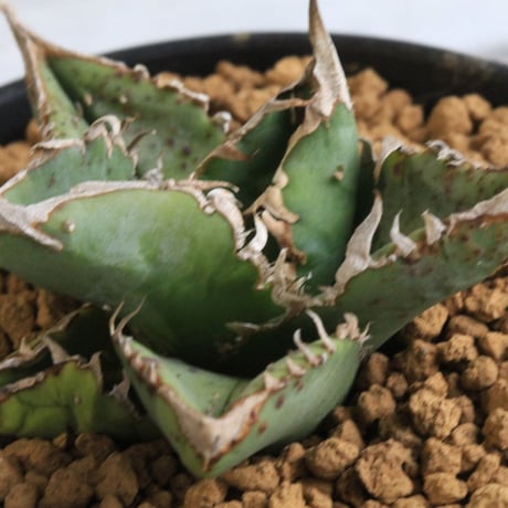 スタッズタイプ | STORES