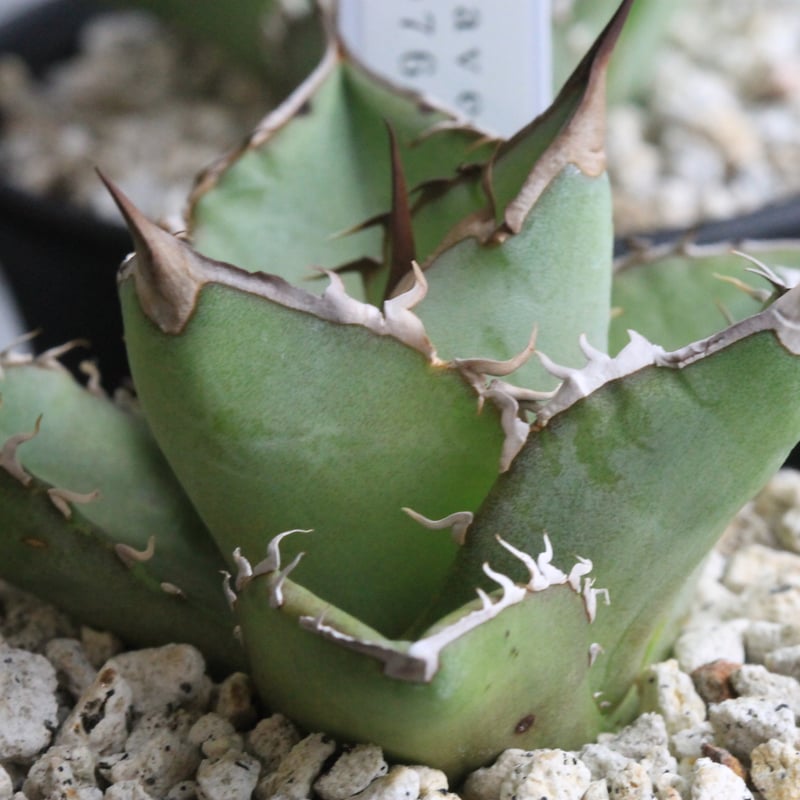 アガベ チタノタ FO076 No name① | hanayoshi-botanical アガベ チタノタ FO076 No name① | hanayoshi-botanical
