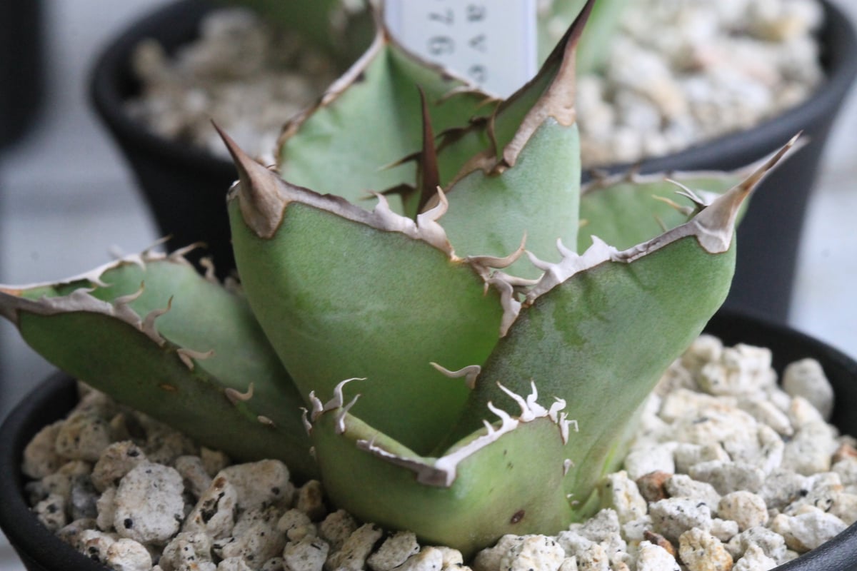 アガベ チタノタ FO076 No name① | hanayoshi-botanical アガベ チタノタ FO076 No name① | hanayoshi-botanical