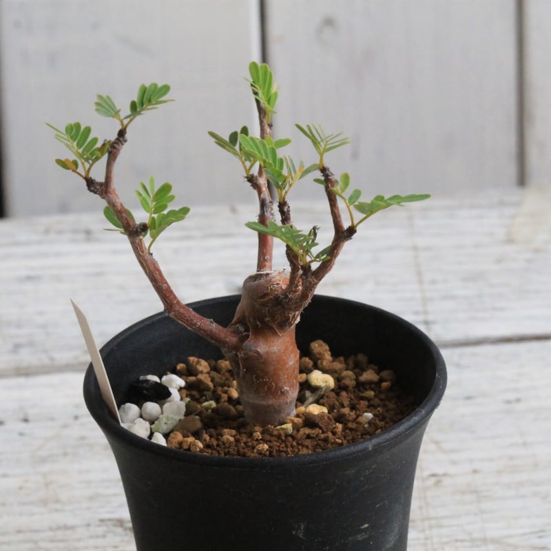 センナ メリディオナリス 実生 | hanayoshi-botanical