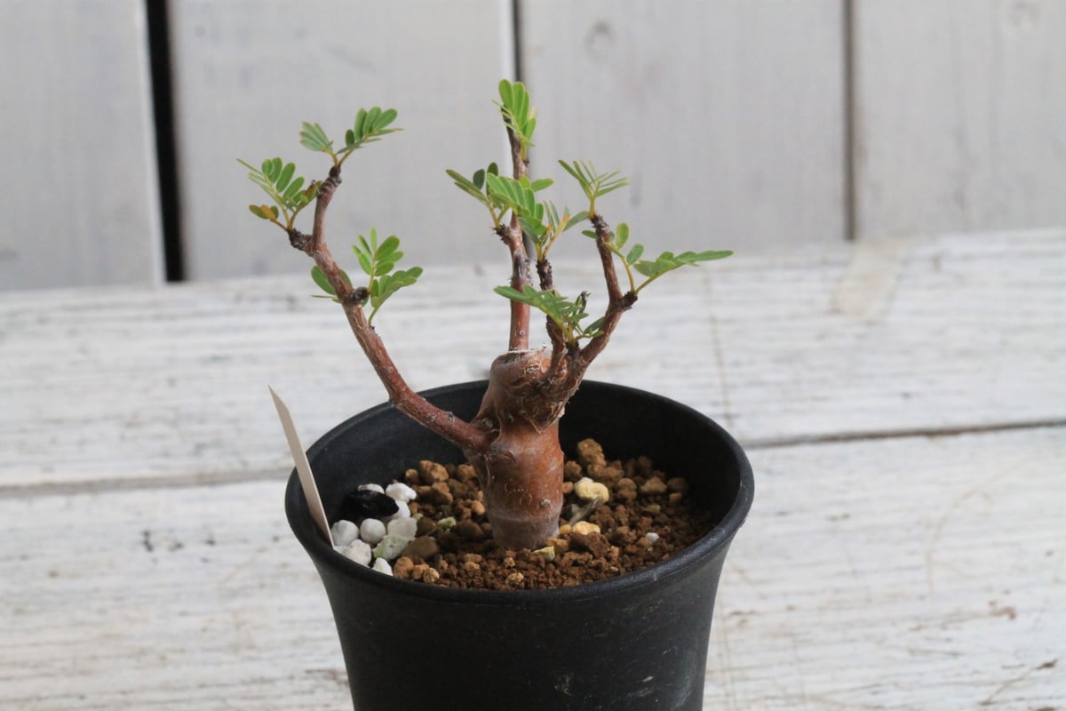 センナメリディオナリス　実生 センナ メリディオナリス 実生 | hanayoshi-botanical