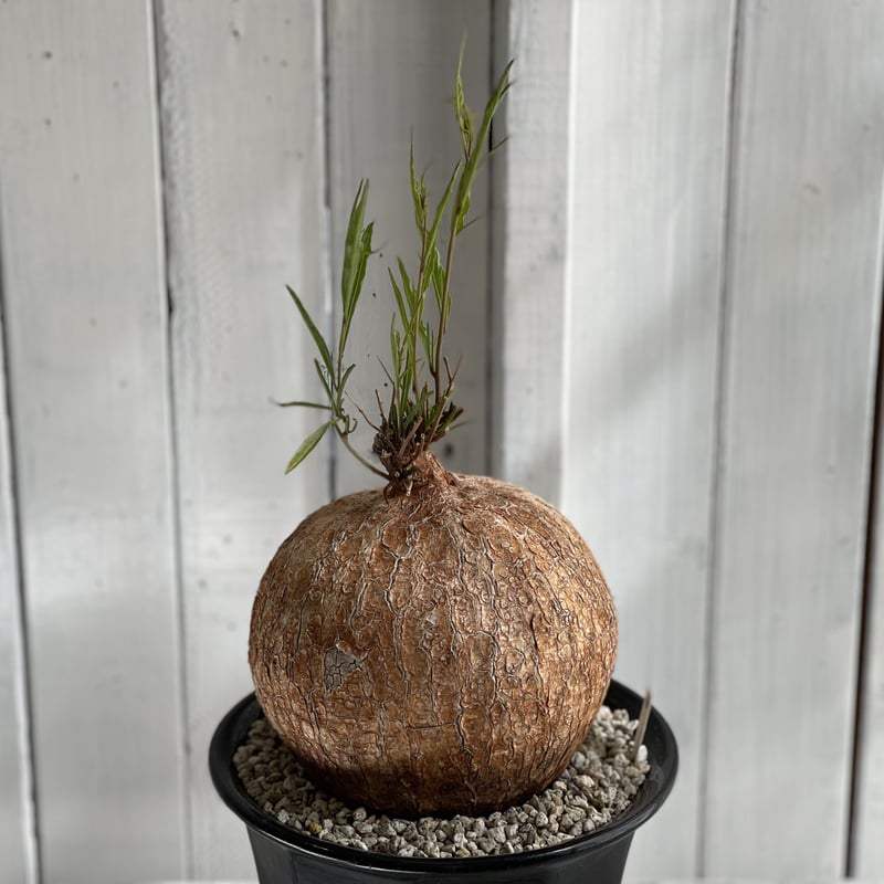 イポメア ボルシアーナ | hanayoshi-botanical