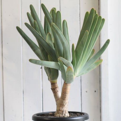 Aloe　プリカチリス