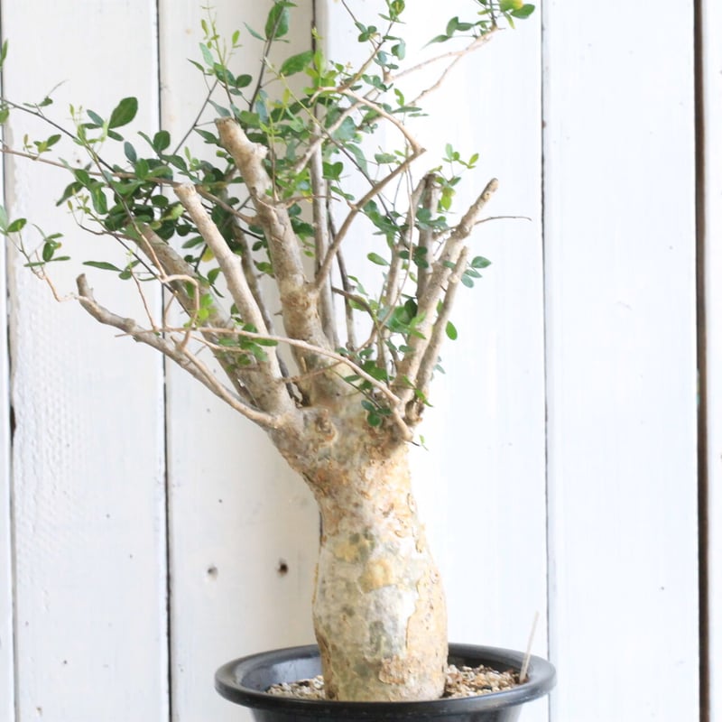 コミフォラ　フンベルティ　鉢付き　現地球 コミフォラ フンベルティ | hanayoshi-botanical