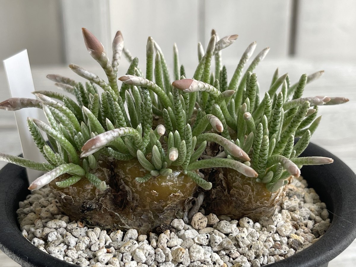 アボニア クイナリア | hanayoshi-botanical