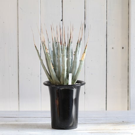 Agave ユタエンシス エボリスピナ