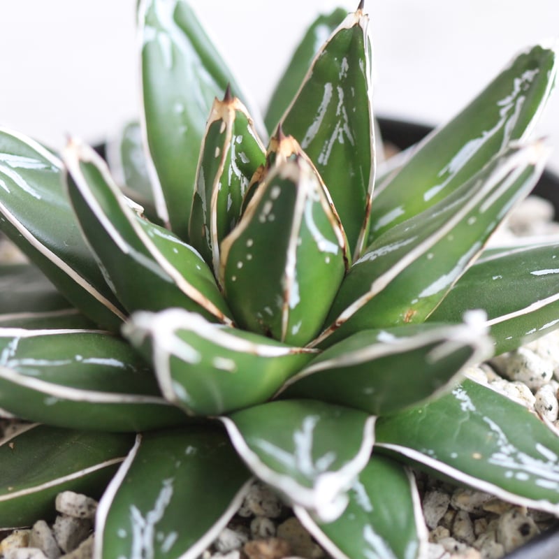 アガベ 帯向笹の雪 ダルマ① | hanayoshi-botanical