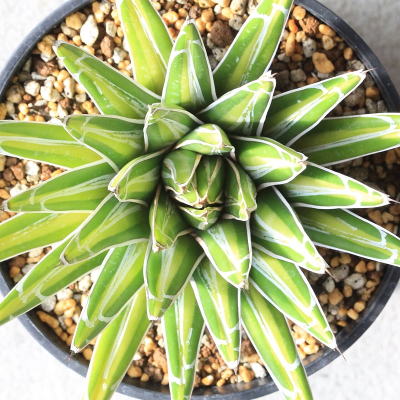アガベ 笹の雪黄中斑 （吉永笹の雪錦） | hanayoshi-botanical