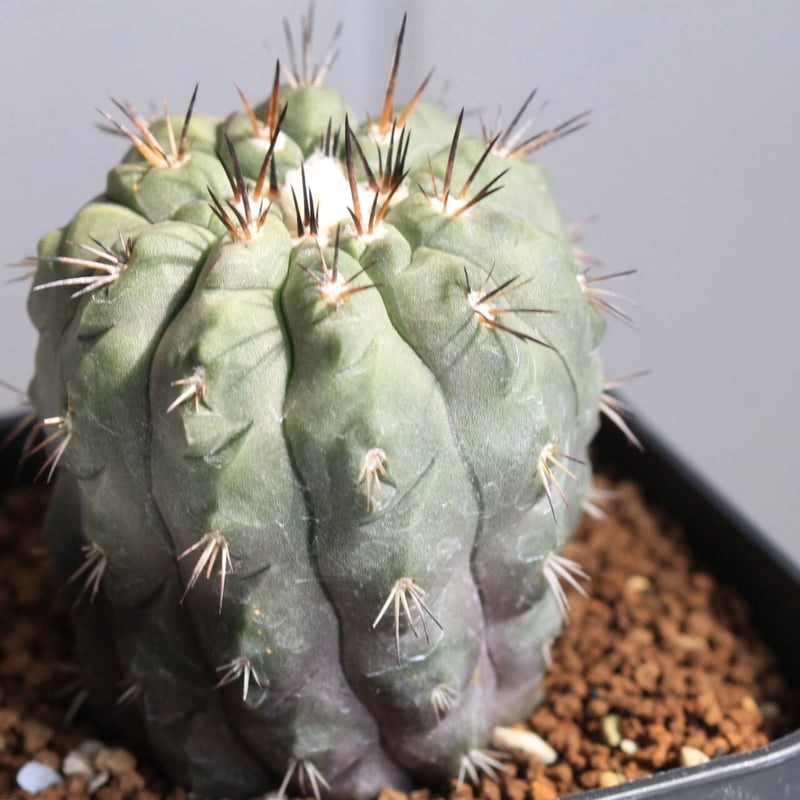 Copiapoa アルティコスタータ　実生株 Copiapoa alticostata【コピアポア・アルチコスタータ・実生