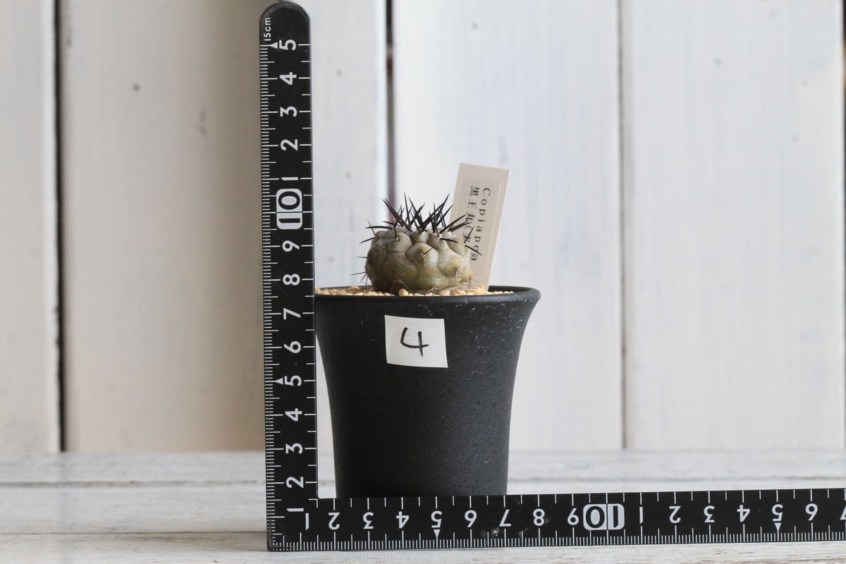 【大株】コピアポア シネレア 黒王丸 群生 実生 コピアポア シネレア 黒王丸 実生⑭ | hanayoshi-botanical