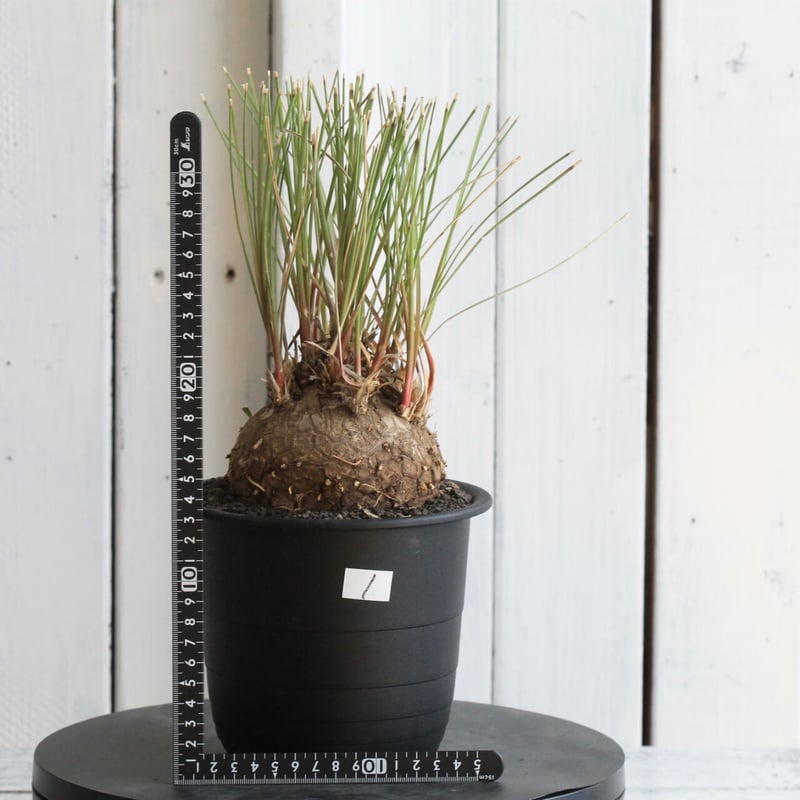 カリバナス フーケリー カリバナス・フーケリー |ワンダープランツジャパン